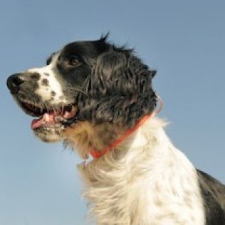 Spaniel francuski (Epagneul français)