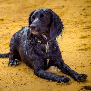 Spaniel pikardyjski (Epagneul picard)