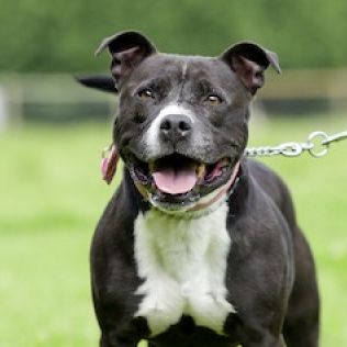 Staffordshire Bull Terrier