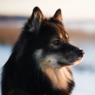 Suomenlapinkoira (Fiński Lapphund)
