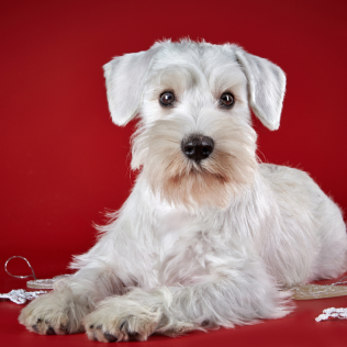 Sznaucer miniaturowy biały