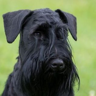 Sznaucer miniaturowy czarny