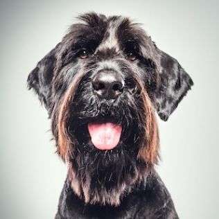 Sznaucer olbrzym czarny