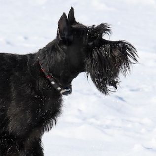 Sznaucer średni czarny