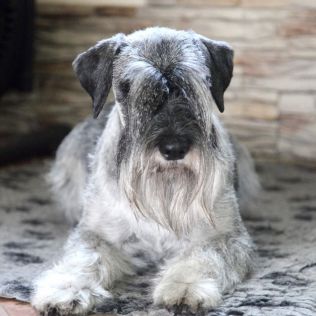 Sznaucer średni pieprz i sól