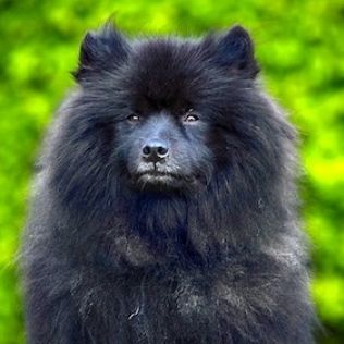 Szpic duży kolorowy (Szpic niemiecki)