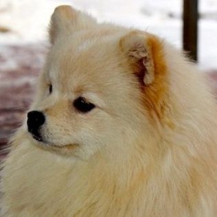 Szpic mały kolorowy klasyczny (Szpic niemiecki)