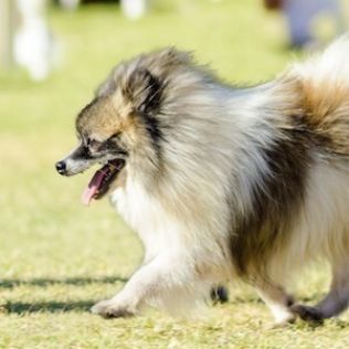 Szpic mały kolorowy współczesny (Szpic niemiecki)