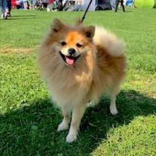 Szpic średni kolorowy współczesny (Szpic niemiecki)