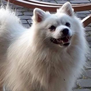 Szpic średni (Szpic niemiecki)