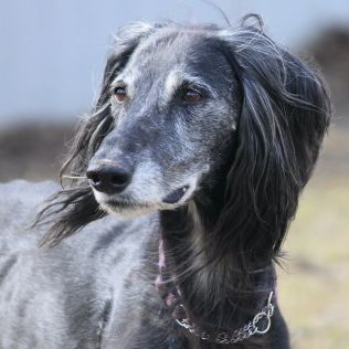 Tazy (Chart środkowoazjatycki)