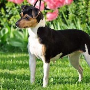 Бразильский терьер