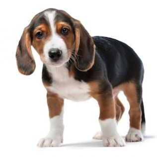 Westphalian Dachsbracke