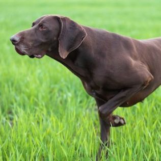 Wyżeł niemiecki krótkowłosy