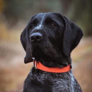 Wyżeł niemiecki szorstkowłosy