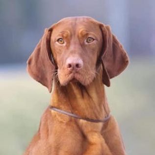 Wyżeł węgierski krótkowłosy