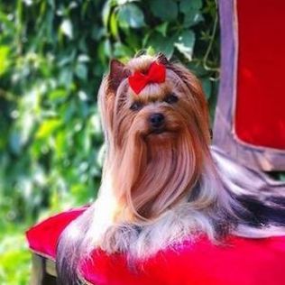 Yorkshire terrier (York)