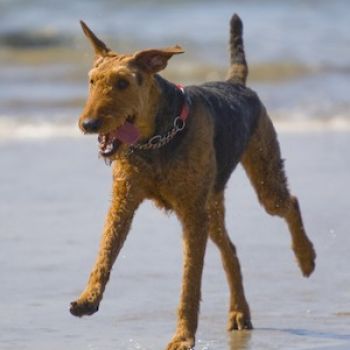 Airedale terrier