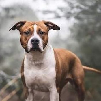 American staffordshire terrier (Amstaff)