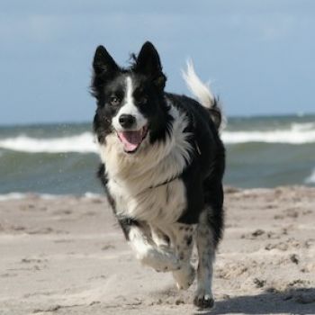 Border collie