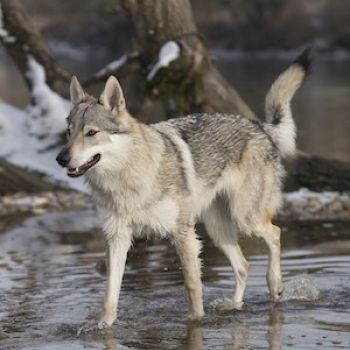 Чехословацкая волчья собака