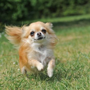 Chihuahua długowłosy