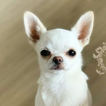 Chihuahua krótkowłosy