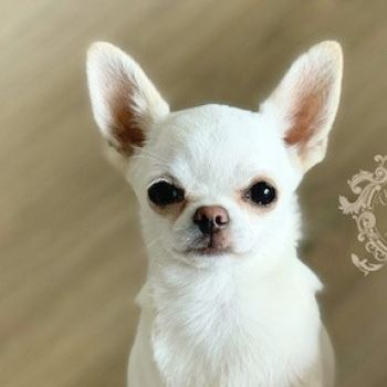 Chihuahua Smooth-haired
