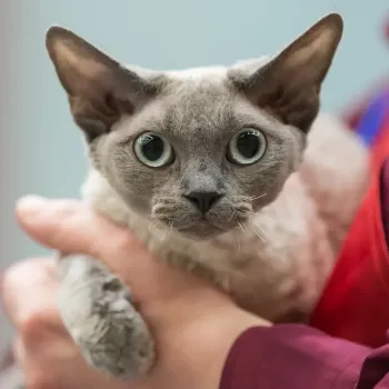 Devon rex