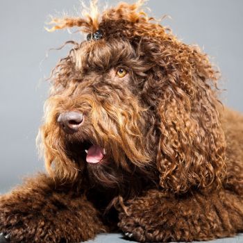 French Water Dog (Barbet)