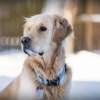 Golden retriever