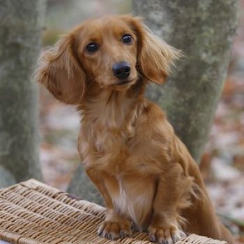 Такса миниатюрная длинношерстная – купить щенка в питомнике | 🐕  Look4dog.com
