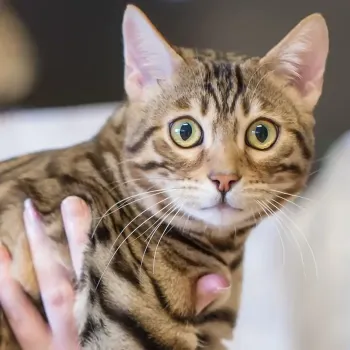 Kot bengalski