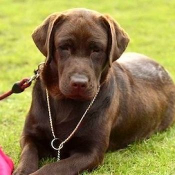 Labrador retriever