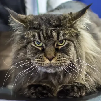 Maine coon