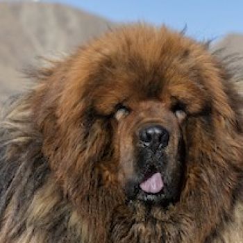 Dogo Del Tibet