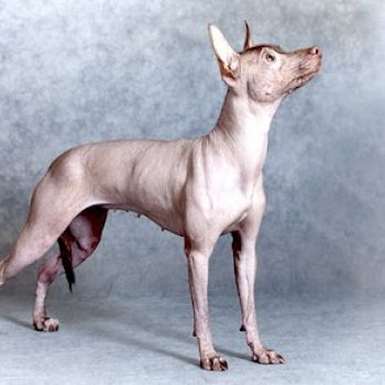 Перуанський голий собака стандарт