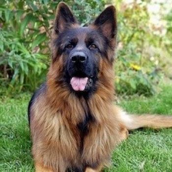 German Shepherd Dog Long-haired – buy a puppy | 🐕 