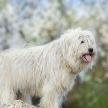Alegre Mareo queso Perro De Pastor De Rusia Meridional – comprar un cachorro | 🐕 Look4dog.com