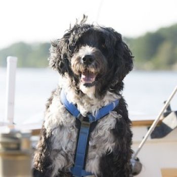 Португальская водяная собака – купить щенка в питомнике | 🐕 Look4dog.com