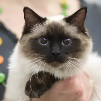 Ragdoll