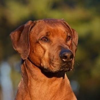 Rhodesian ridgeback