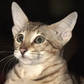 Savannah