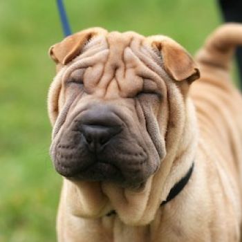 Shar Pei