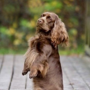 Sussex spaniel