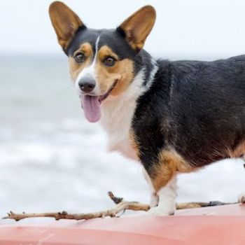Welsh corgi pembroke