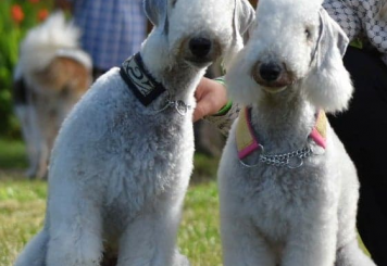 Diamond Lamb FCI 