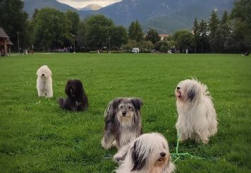 Draiochta