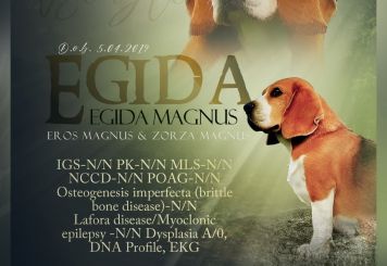 Egida Magnus