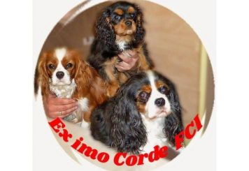 Ex imo Corde